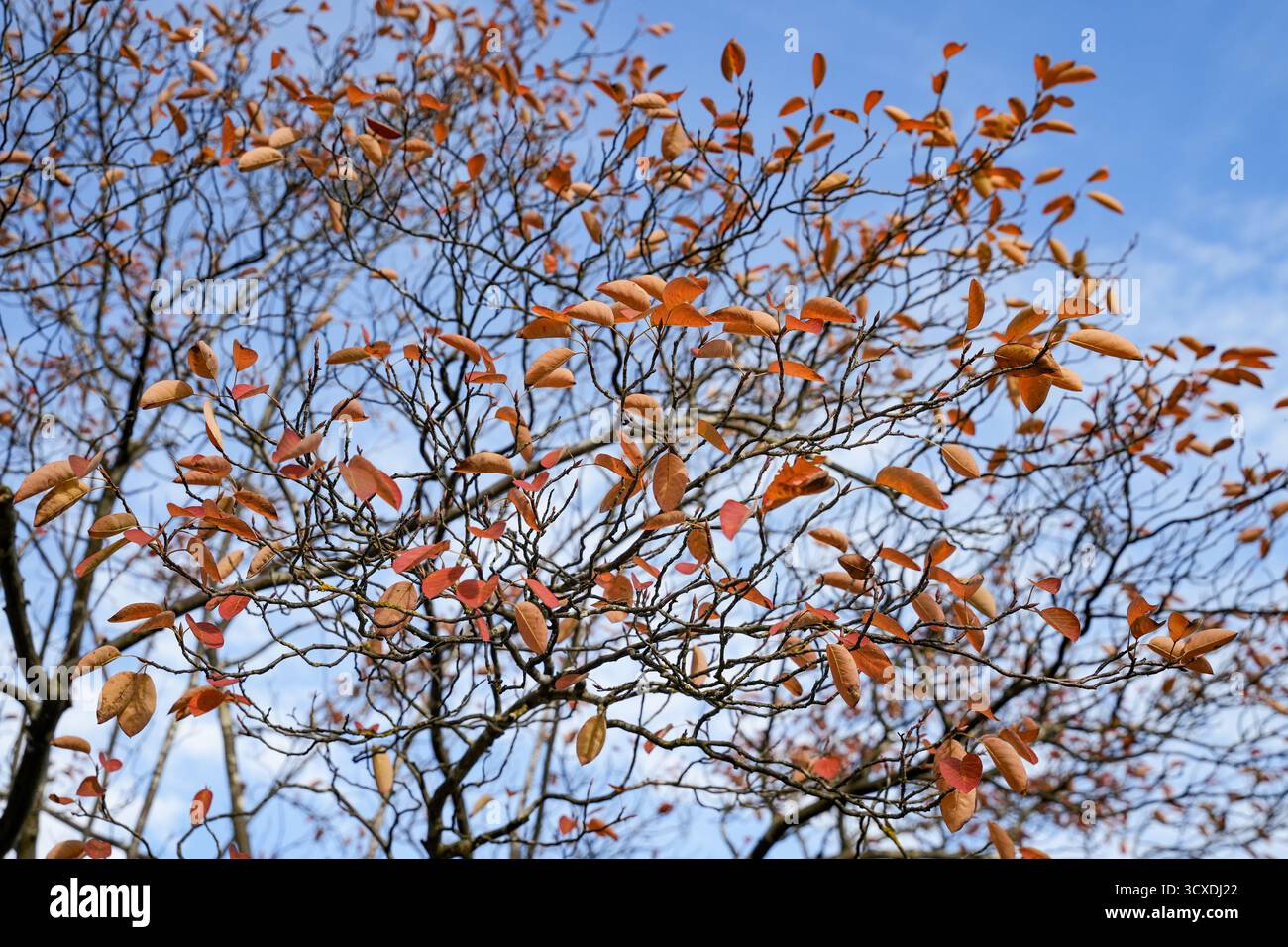 Branches de la poire rocheuse cuivrée (Amelanchier lamarckii) à l'automne contre Un ciel bleu. Les feuilles sont colorées dans des tons orange vif et rouge. Banque D'Images