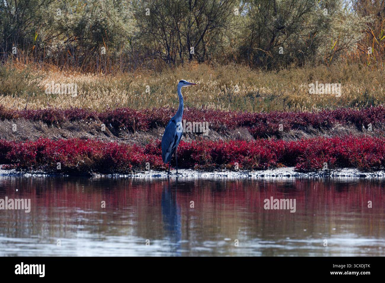 Un héron se dresse au bord d'un lac tranquille entouré de feuillage rouge et brun. Banque D'Images