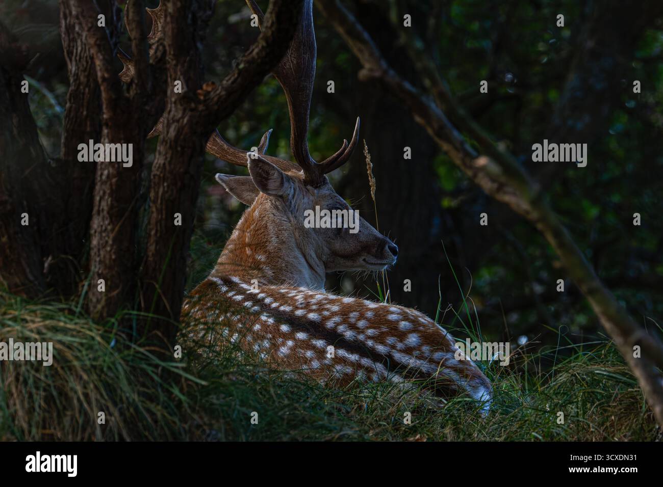 Un cerf avec des bois reposant sous un arbre dans une forêt. Banque D'Images