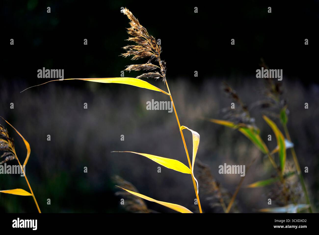 La lumière du soleil illumine un seul roseau jaune, Phragmites australis, en automne. Banque D'Images