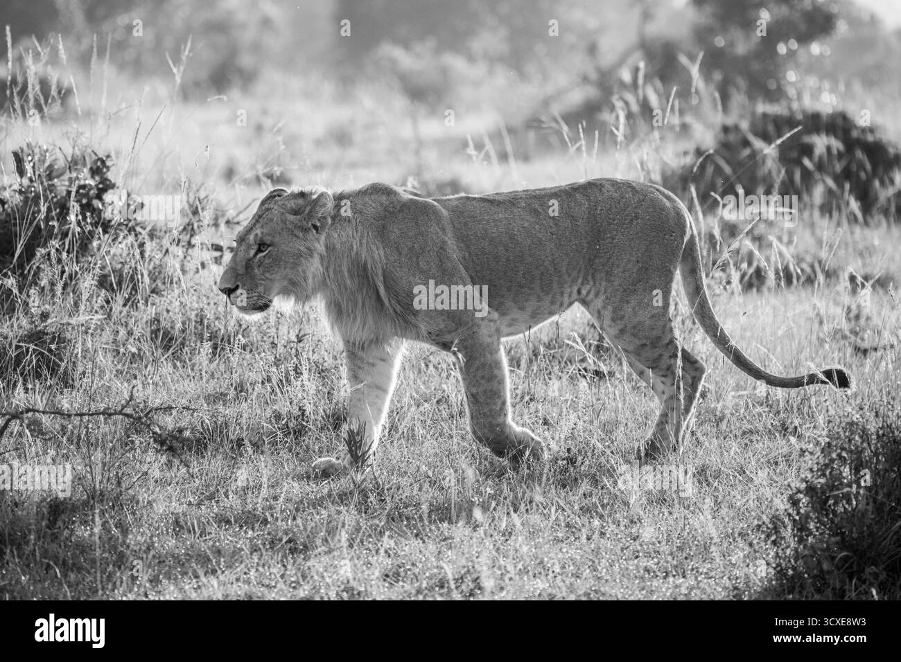 Lionnes à la chasse matinale à la zèbre dans la réserve nationale du Masai Mara Banque D'Images