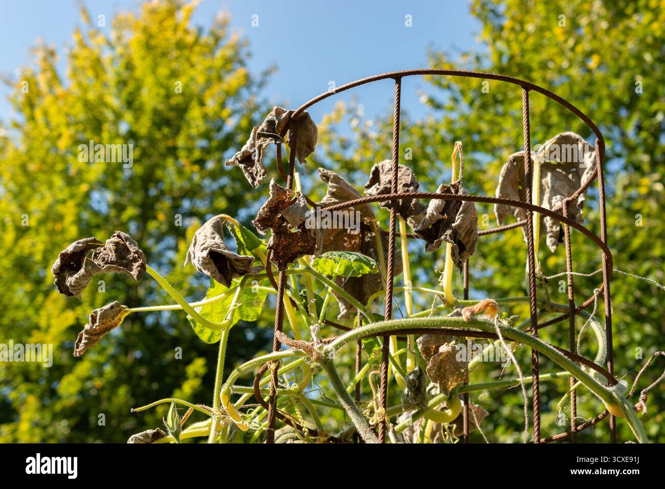 Zurich, Suisse, 21 septembre 2024 Cucurbita moschata ou plante de citrouille au jardin botanique Banque D'Images