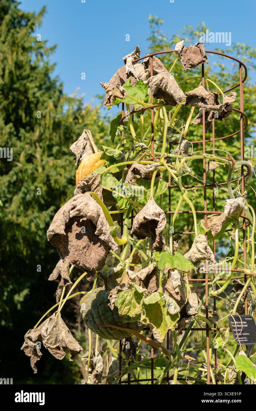 Zurich, Suisse, 21 septembre 2024 Cucurbita moschata ou plante de citrouille au jardin botanique Banque D'Images