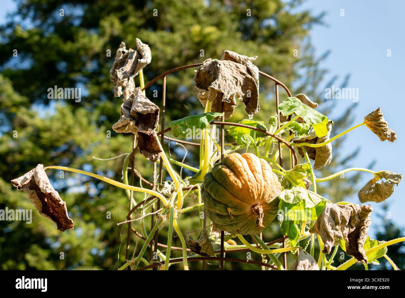 Zurich, Suisse, 21 septembre 2024 Cucurbita moschata ou plante de citrouille au jardin botanique Banque D'Images