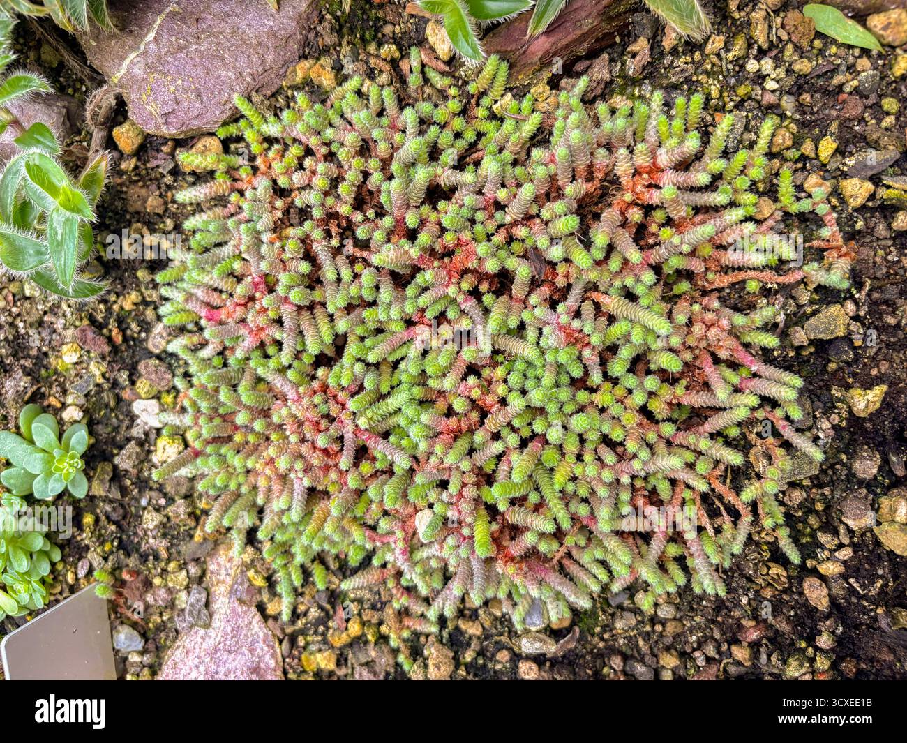 Saint-Gall, 3 novembre 2024 Sedum Humifusum ou plante miniature mexicaine de culture en pierre au jardin botanique Banque D'Images