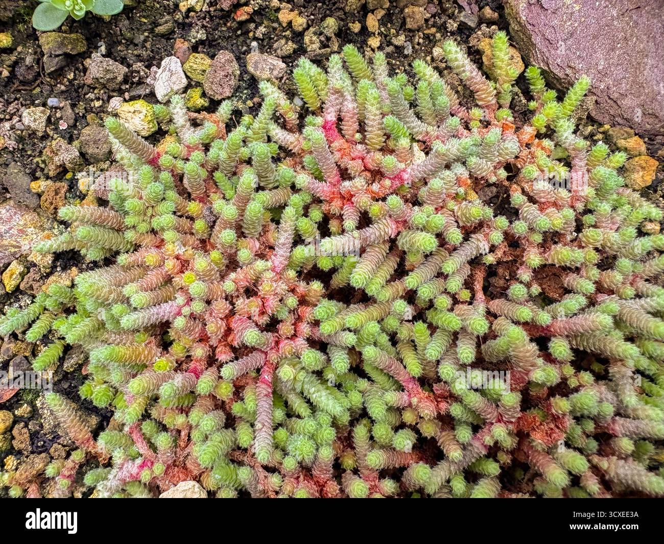 Saint-Gall, 3 novembre 2024 Sedum Humifusum ou plante miniature mexicaine de culture en pierre au jardin botanique Banque D'Images