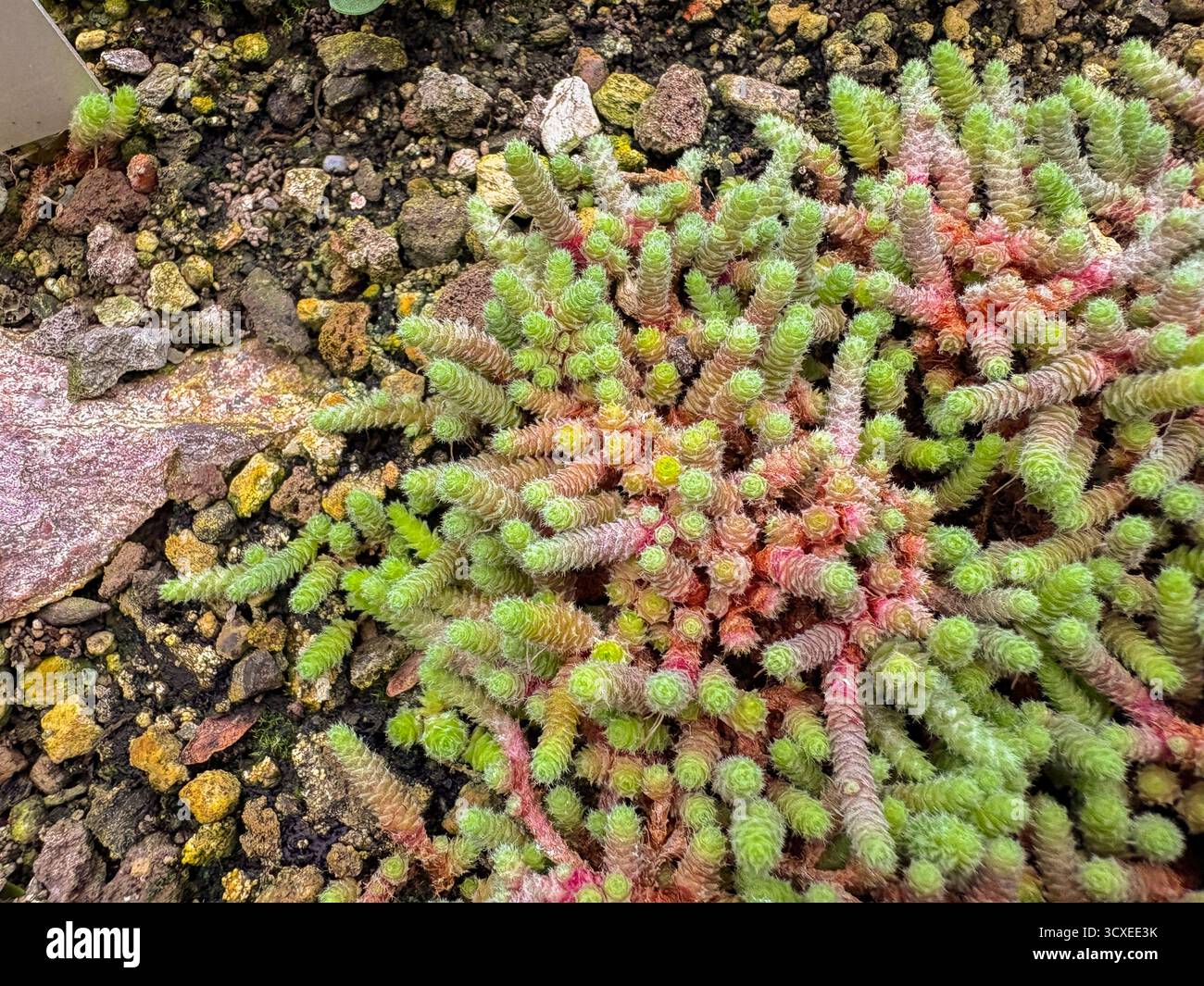 Saint-Gall, 3 novembre 2024 Sedum Humifusum ou plante miniature mexicaine de culture en pierre au jardin botanique Banque D'Images
