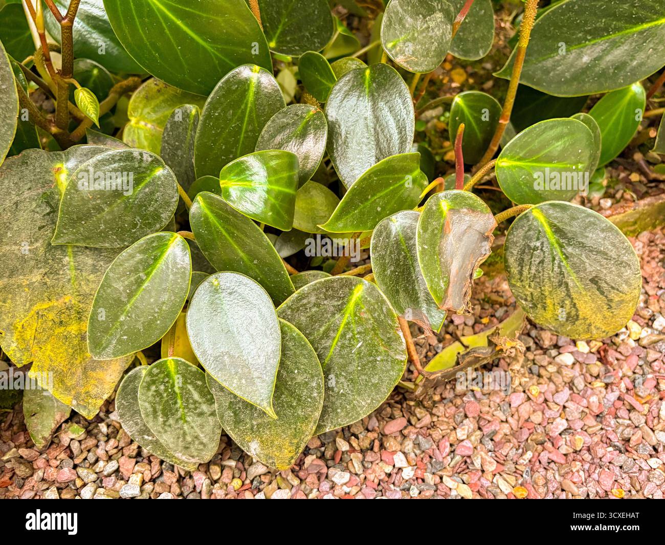 Saint-Gall, Suisse, 23 novembre 2024 Peperomia obtusifolia ou plante de caoutchouc bébé au jardin botanique Banque D'Images