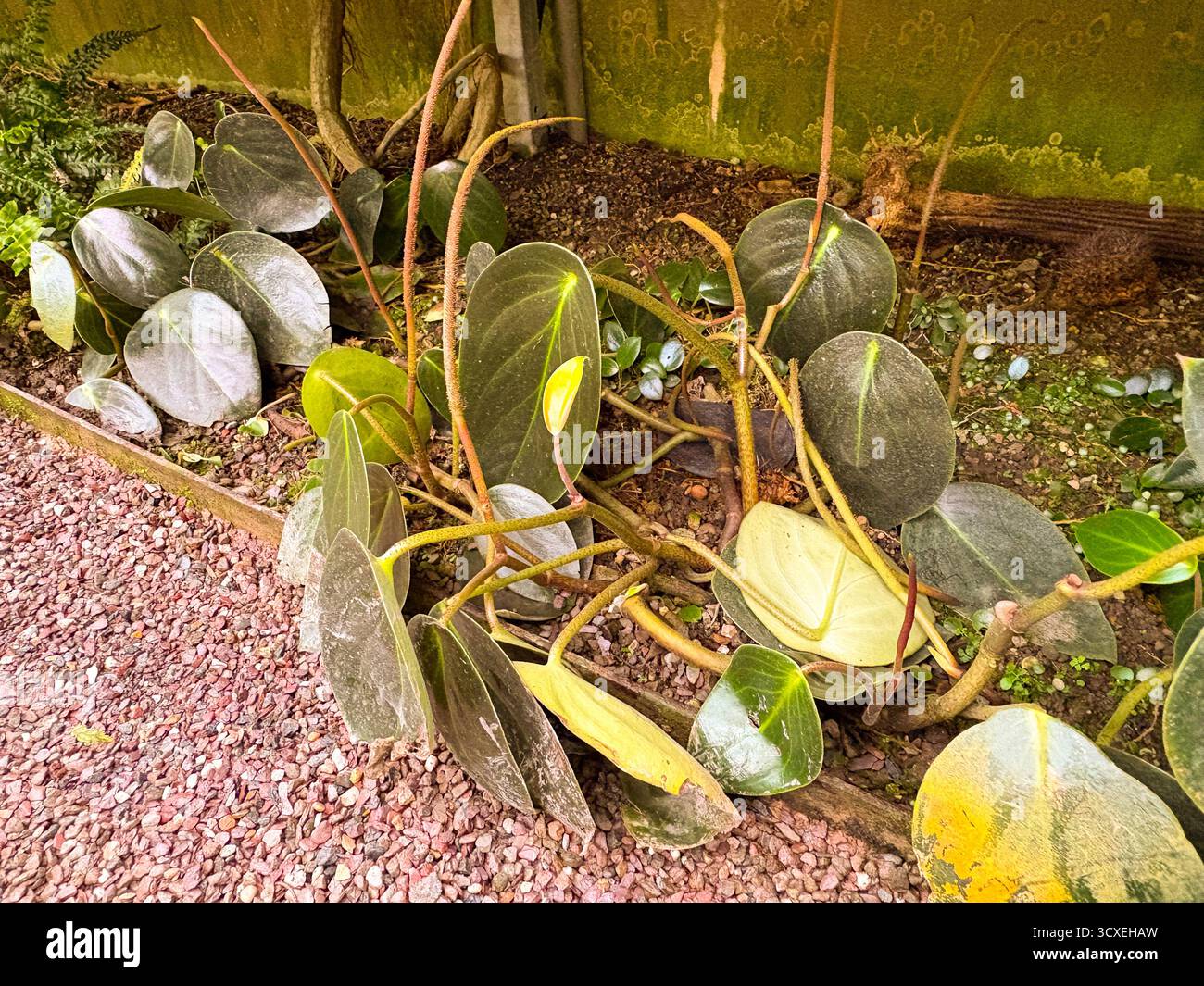 Saint-Gall, Suisse, 23 novembre 2024 Peperomia obtusifolia ou plante de caoutchouc bébé au jardin botanique Banque D'Images