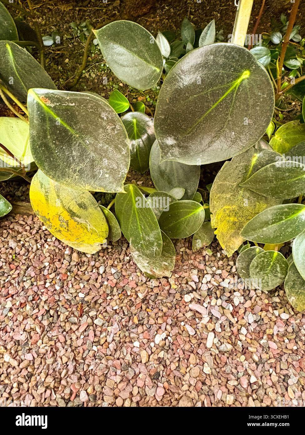 Saint-Gall, Suisse, 23 novembre 2024 Peperomia obtusifolia ou plante de caoutchouc bébé au jardin botanique Banque D'Images