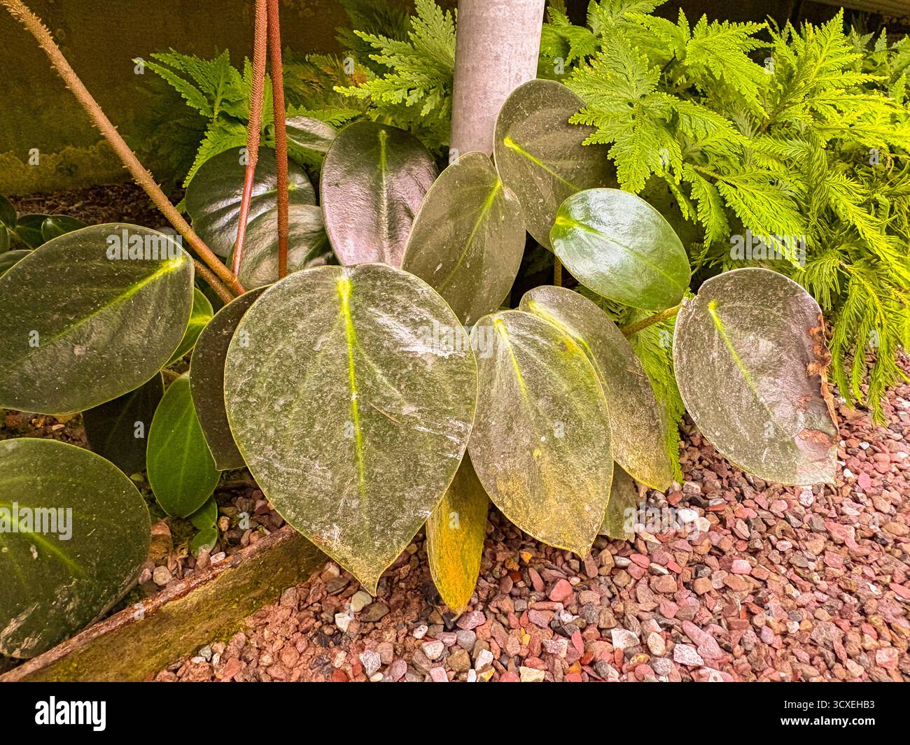 Saint-Gall, Suisse, 23 novembre 2024 Peperomia obtusifolia ou plante de caoutchouc bébé au jardin botanique Banque D'Images