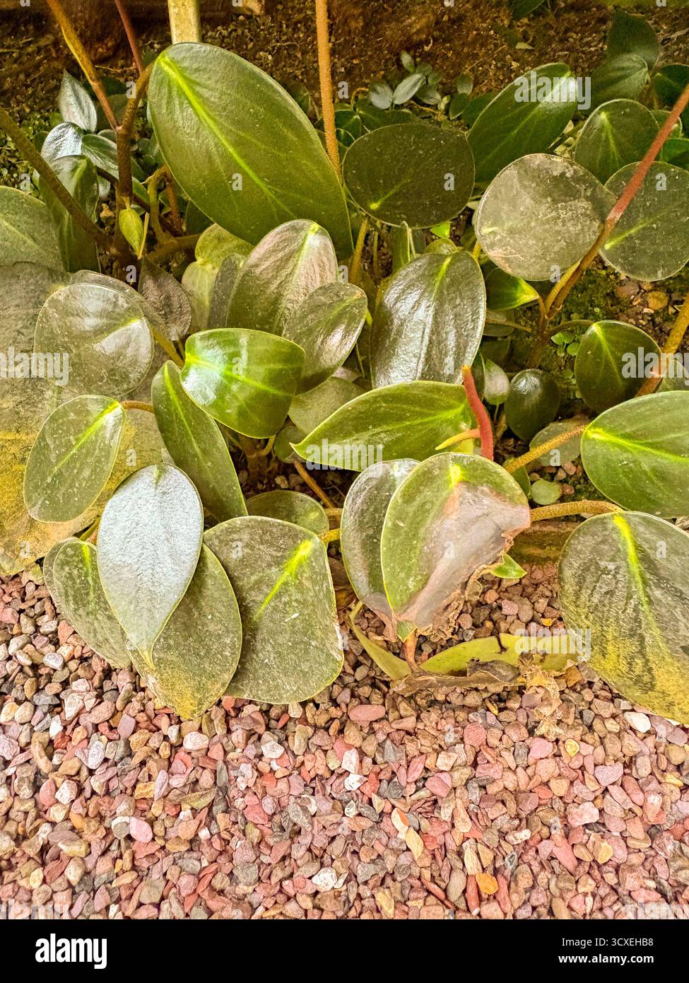Saint-Gall, Suisse, 23 novembre 2024 Peperomia obtusifolia ou plante de caoutchouc bébé au jardin botanique Banque D'Images