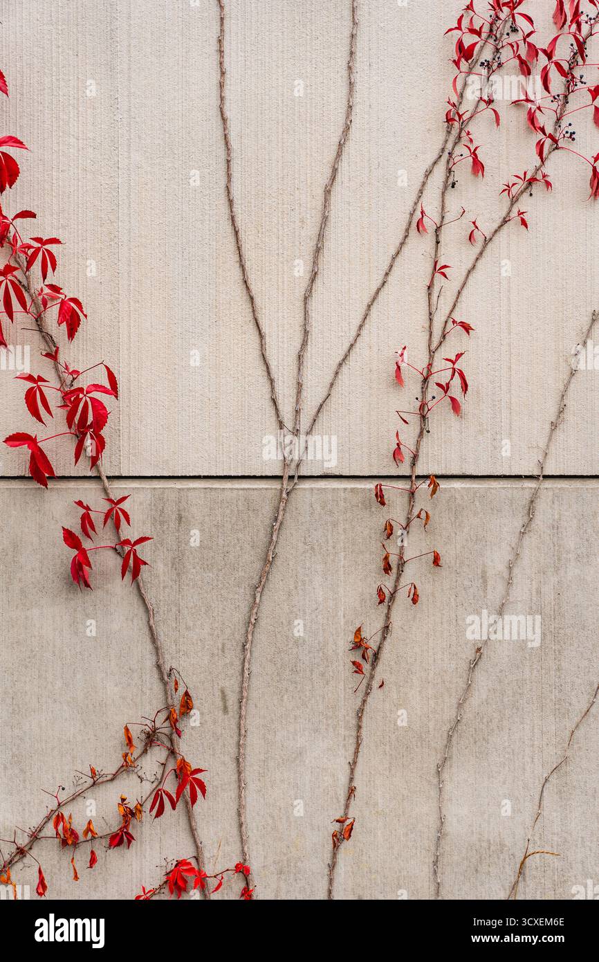lierre avec des feuilles rouges poussant sur un mur de béton en automne Banque D'Images