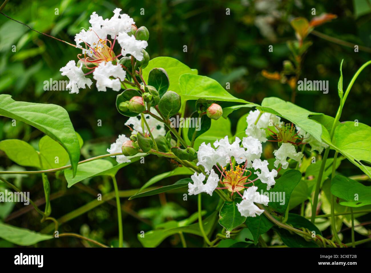 Un éclat de myrte de crappe blanc fleuri avec des feuilles et des bourgeons sur un arbuste. Banque D'Images