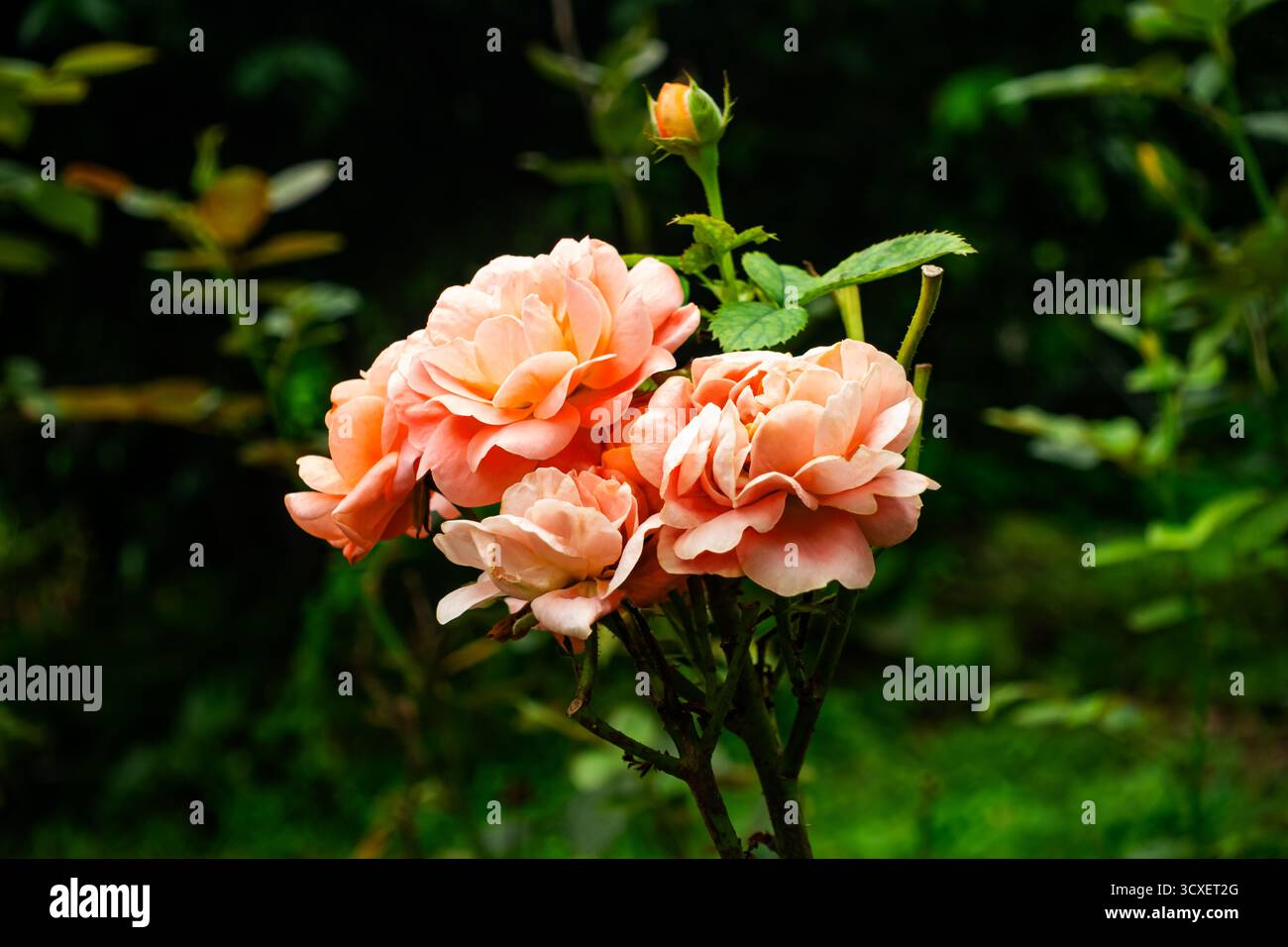 Gros plan vue sur un tas de roses roses roses brillantes avec des feuilles dans le jardin de roses. Banque D'Images