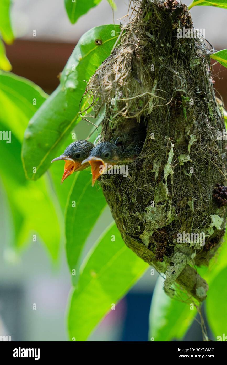 Gros plan de deux poussins sunbird appelant d'un nid suspendu au Sri Lanka, montrant le comportement de nidification des oiseaux tropicaux et une faune vibrante. Banque D'Images
