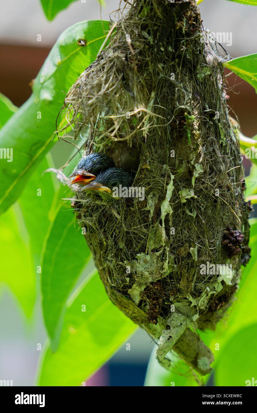 Gros plan de deux poussins sunbird appelant d'un nid suspendu au Sri Lanka, montrant le comportement de nidification des oiseaux tropicaux et une faune vibrante. Banque D'Images