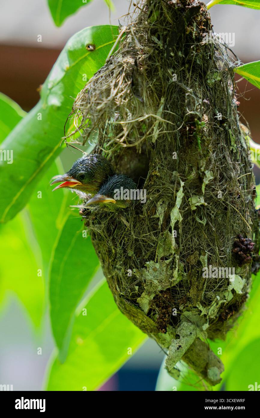 Gros plan de deux poussins sunbird appelant d'un nid suspendu au Sri Lanka, montrant le comportement de nidification des oiseaux tropicaux et une faune vibrante. Banque D'Images