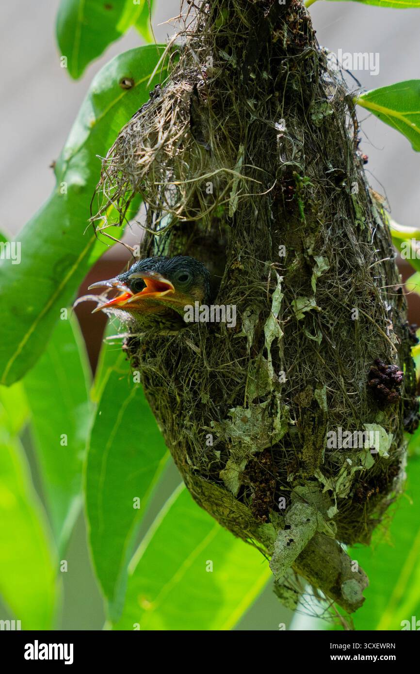 Gros plan de deux poussins sunbird appelant d'un nid suspendu au Sri Lanka, montrant le comportement de nidification des oiseaux tropicaux et une faune vibrante. Banque D'Images