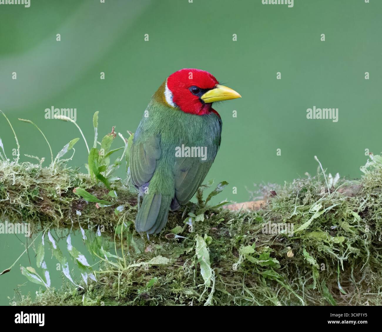 Belle photographie d'oiseaux d'Amérique du Sud. Banque D'Images