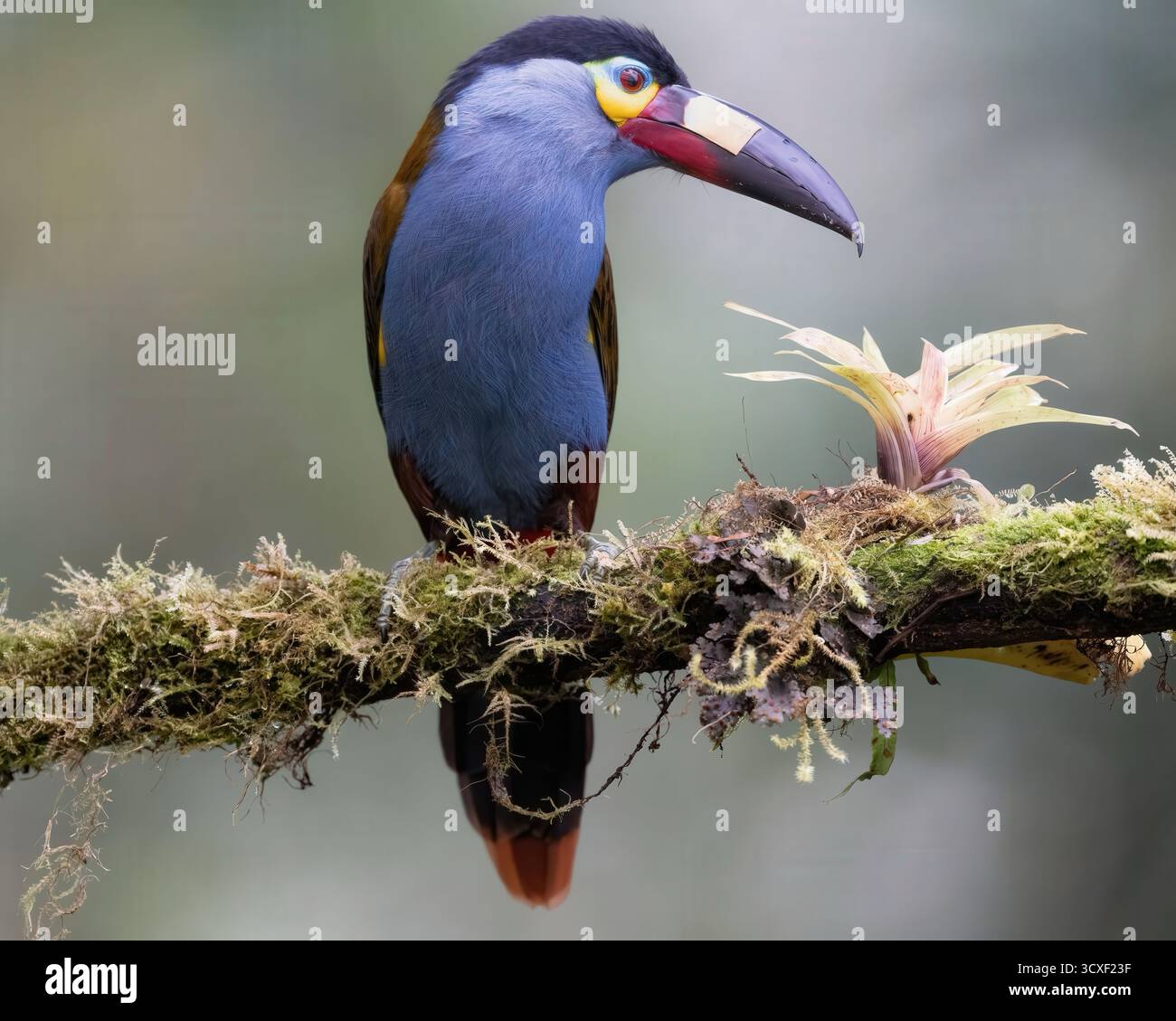 Belle photographie d'oiseaux d'Amérique du Sud. Banque D'Images