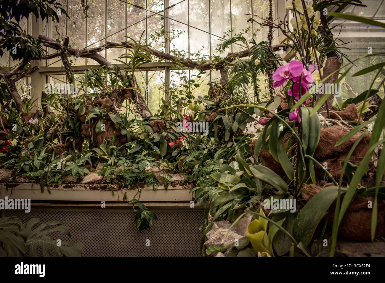 La serre de jardin botanique, où poussent divers types d'orchidées, d'autres arbres et de fleurs. Banque D'Images