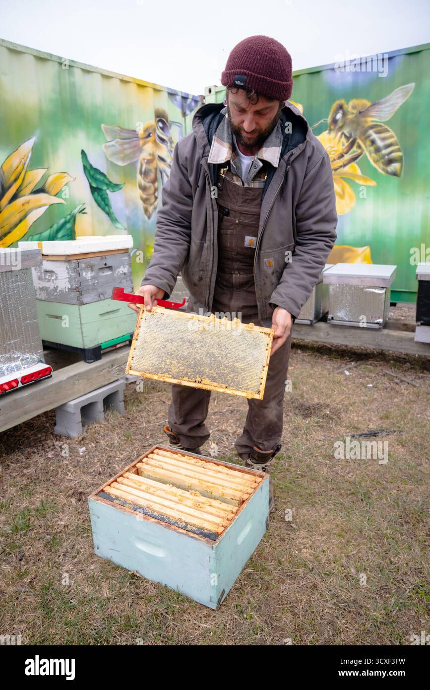 Un apiculteur soulève un cadre de miel coiffé d'une ruche à Dancing Bee Farm, inspectant la production au début du printemps dans une cour apicole extérieure Banque D'Images