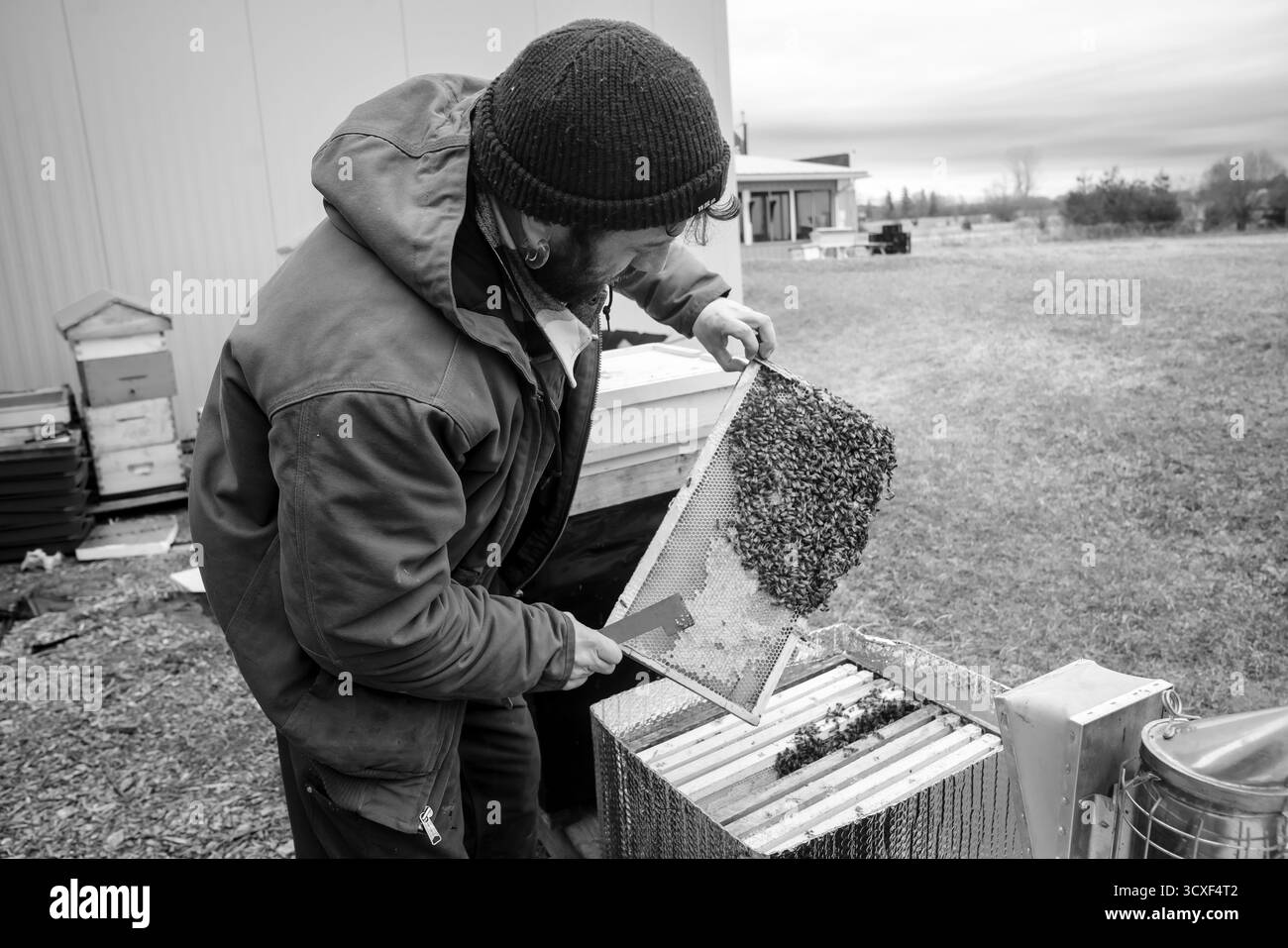 Une image en noir et blanc capture un apiculteur inspectant un cadre de miel plein d'abeilles à Dancing Bee Farm pendant l'entretien de ruches printanières Banque D'Images