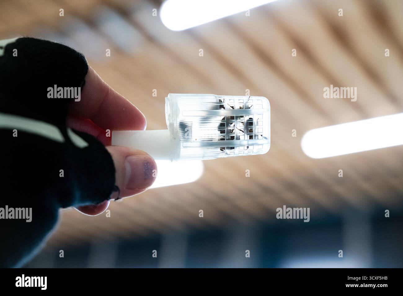 Une vue rapprochée d'une reine d'abeille dans une cage en plastique tenue à la main à Dancing Bee Farm, illustrant la manipulation contrôlée pendant les pratiques apicoles. Banque D'Images