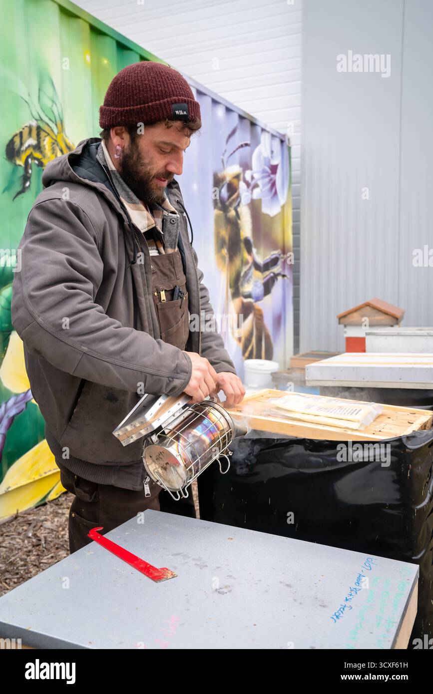 Un apiculteur s'occupe d'une ruche en utilisant un fumeur à Dancing Bee Farm, travaillant soigneusement pour calmer les abeilles lors de l'inspection sur une journée fraîche de printemps Banque D'Images