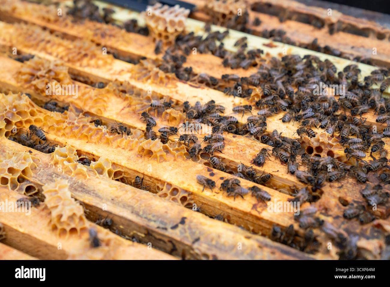 Vue rapprochée d'abeilles domestiques travaillant sur un nid d'abeilles dorées à l'intérieur d'une ruche en bois, mettant en évidence le travail d'équipe naturel, la structure de la colonie et la production de miel Banque D'Images