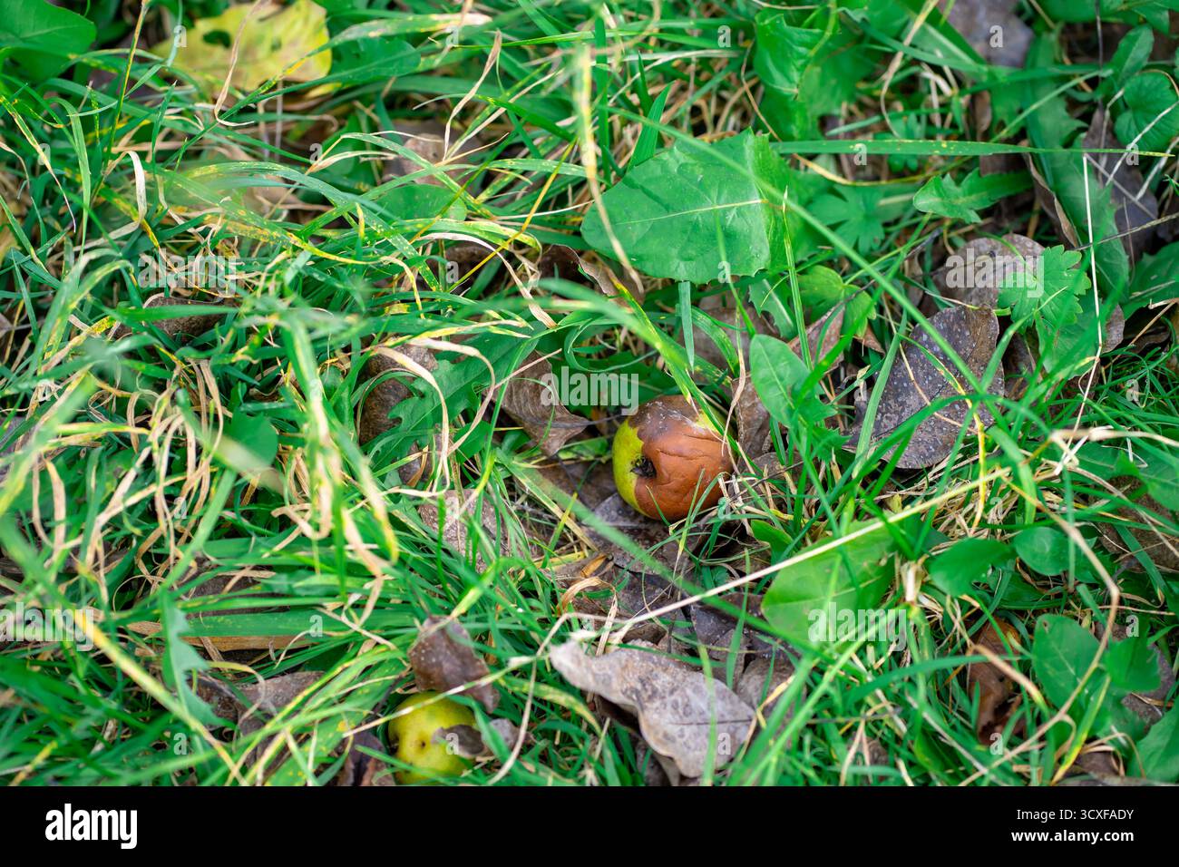 Les fruits de poire tombés et pourris se trouvent dans l'herbe en automne. Pommes tombées parmi les feuilles d'automne sur l'herbe. Banque D'Images