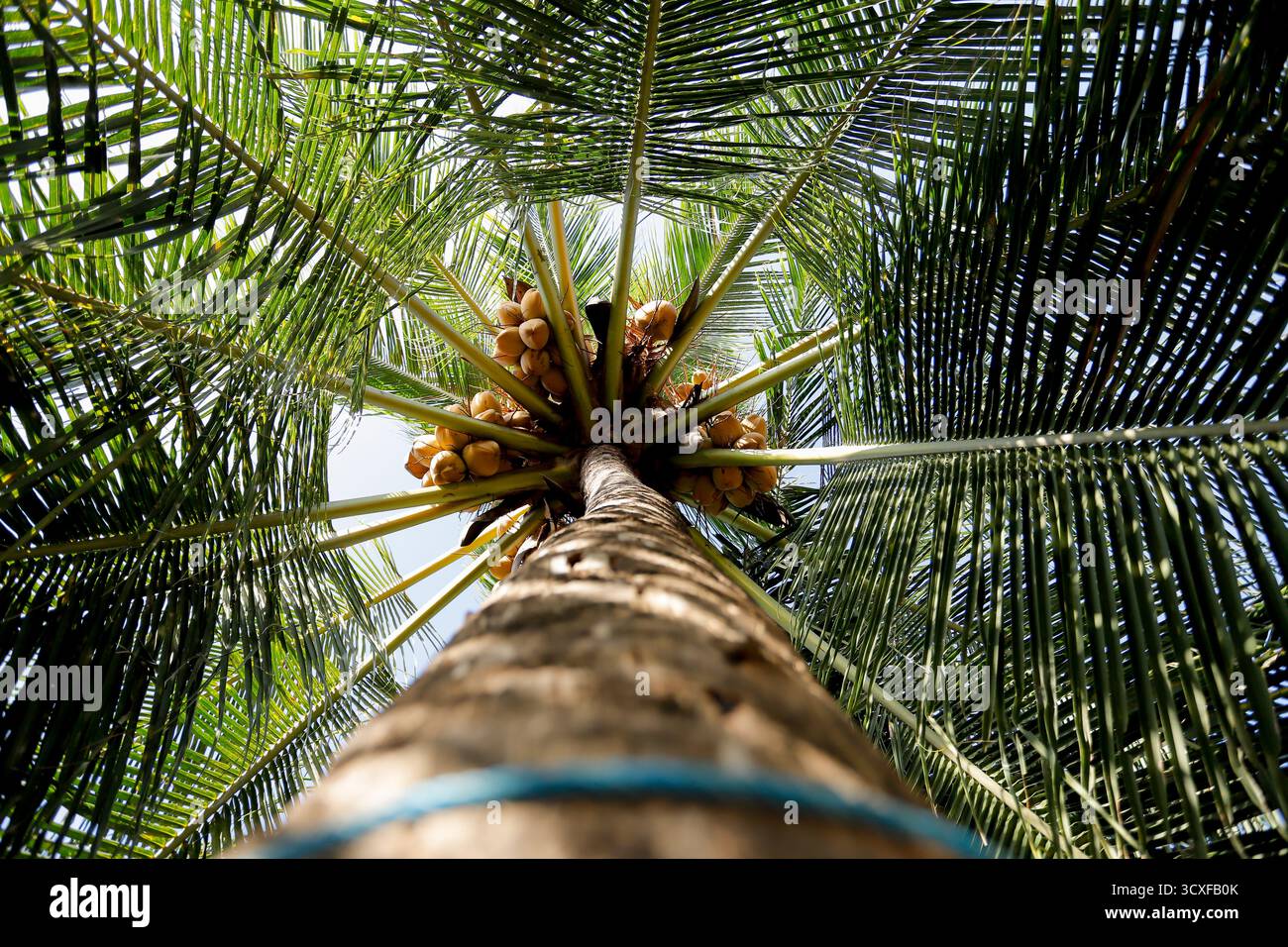 Une vue en bas angle d'un cocotier plein de noix de coco jaunes mûres, entouré de feuilles de palmier vertes luxuriantes. Banque D'Images