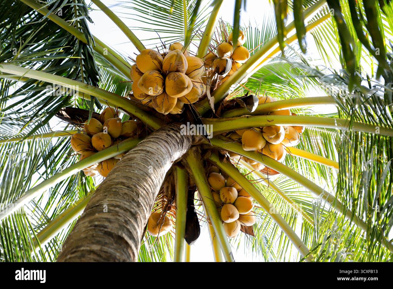 Une vue en bas angle d'un cocotier plein de noix de coco jaunes mûres, entouré de feuilles de palmier vertes luxuriantes. Banque D'Images