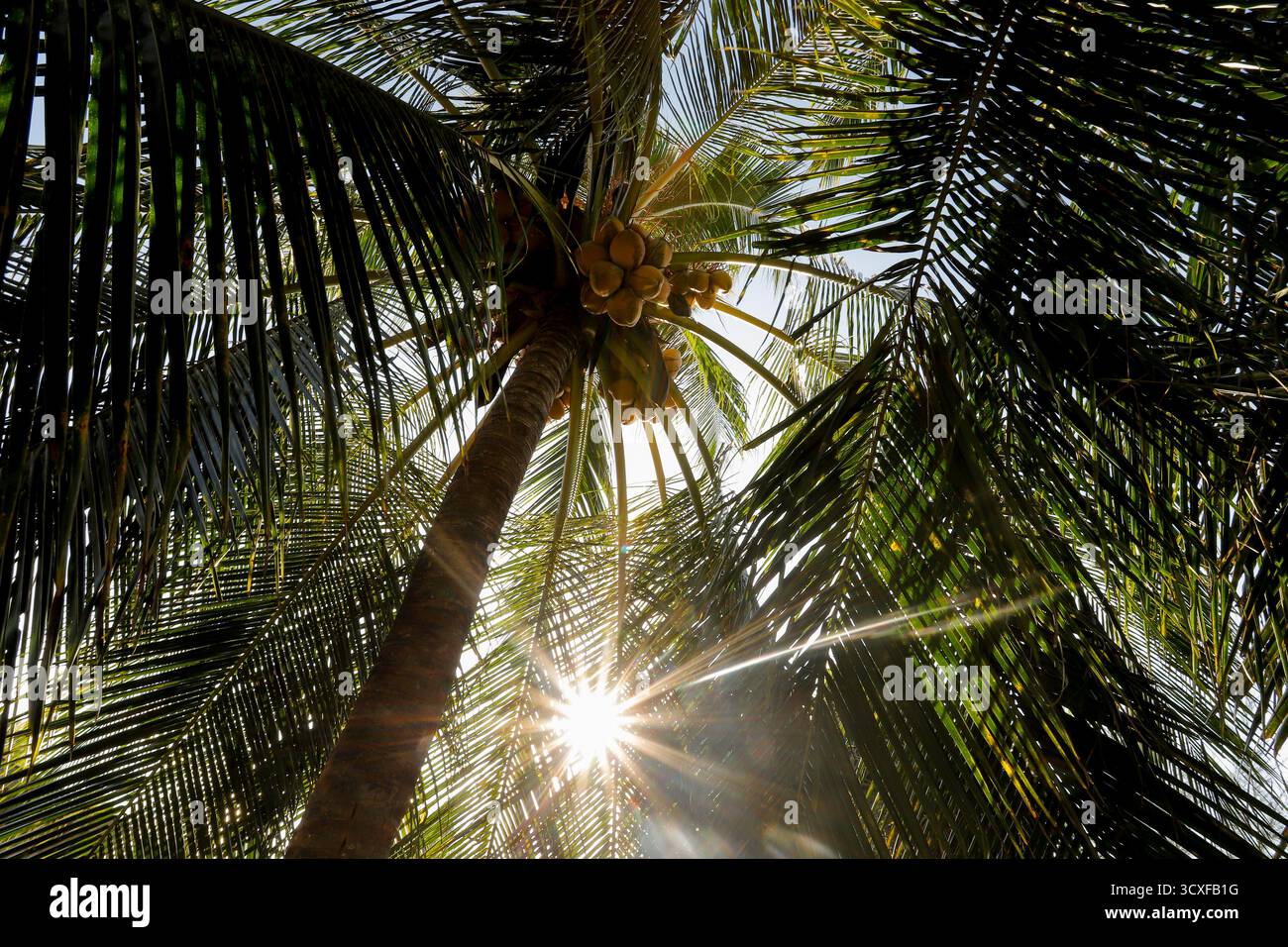 Une vue en bas angle d'un cocotier plein de noix de coco jaunes mûres, entouré de feuilles de palmier vertes luxuriantes. Banque D'Images