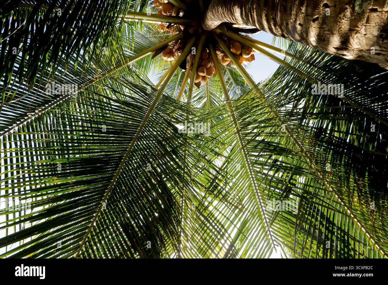 Une vue en bas angle d'un cocotier plein de noix de coco jaunes mûres, entouré de feuilles de palmier vertes luxuriantes. Banque D'Images