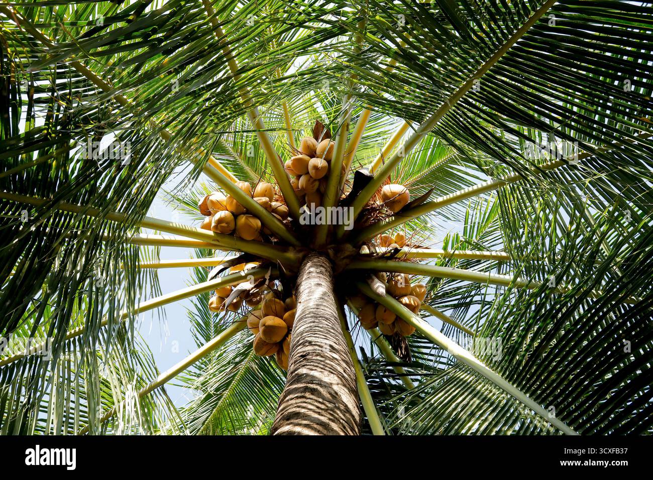 Une vue en bas angle d'un cocotier plein de noix de coco jaunes mûres, entouré de feuilles de palmier vertes luxuriantes. Banque D'Images