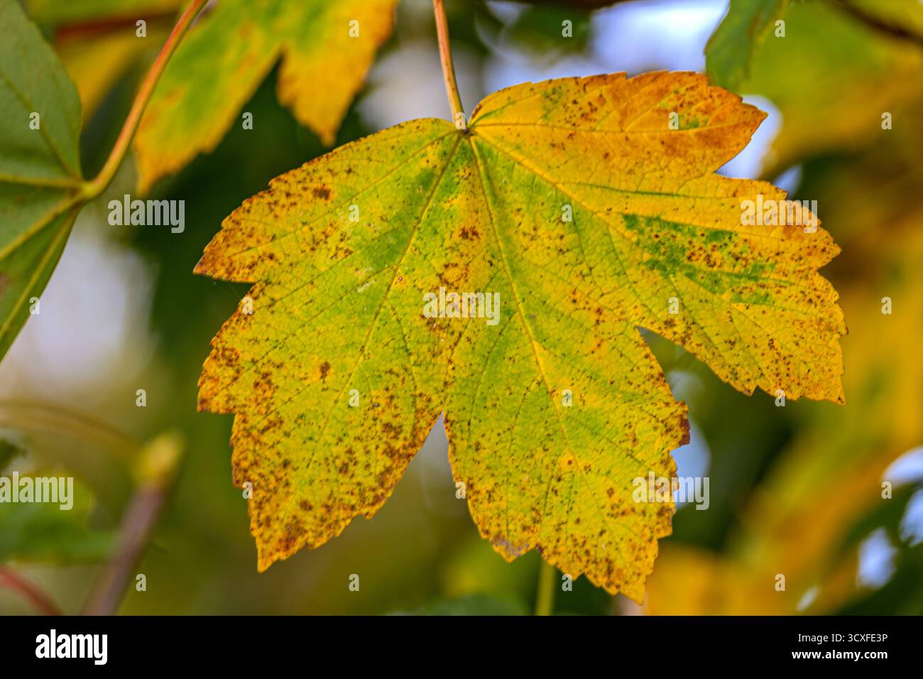 Automne : nuances de changement Banque D'Images