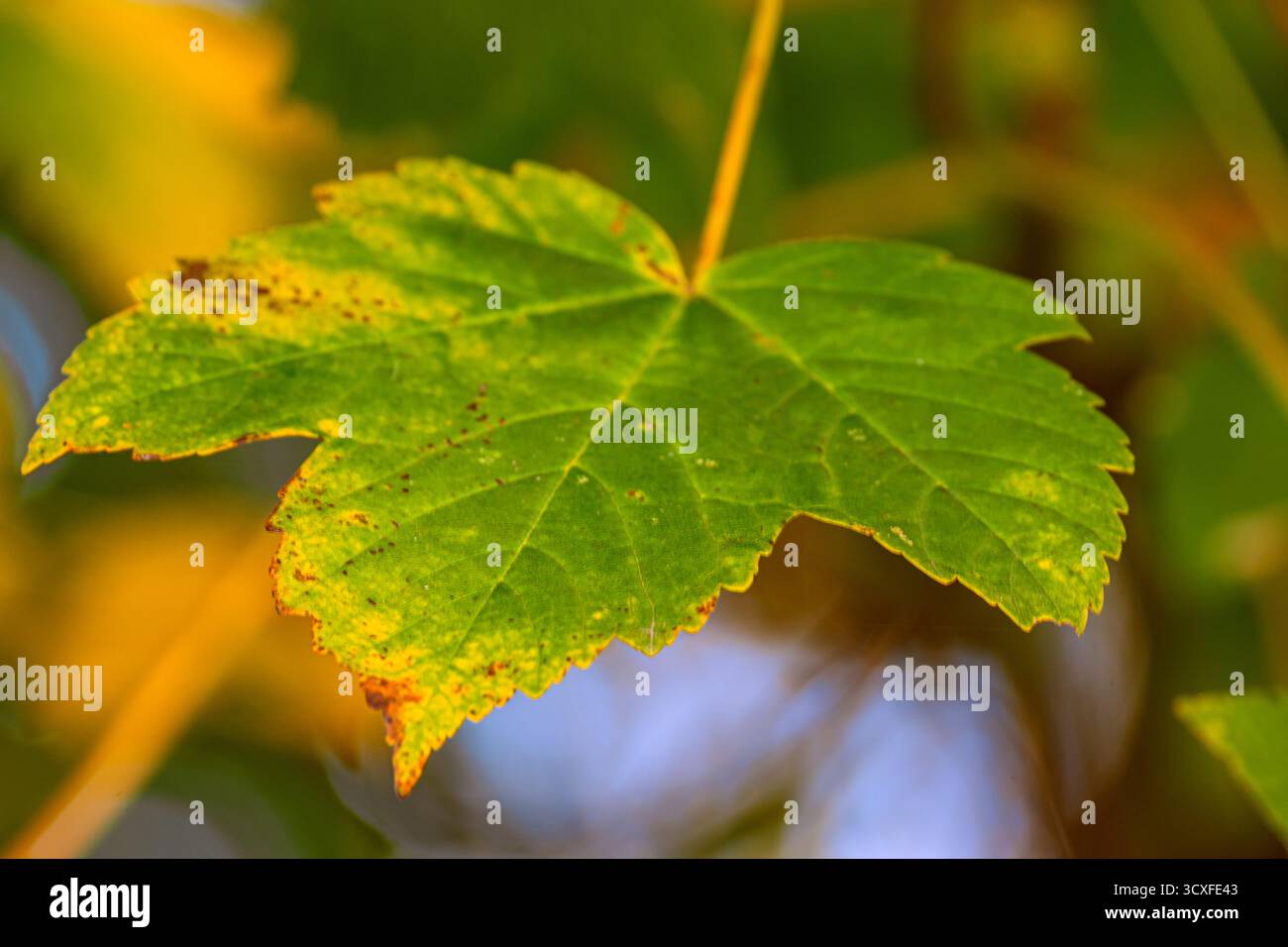 Automne : nuances de changement Banque D'Images