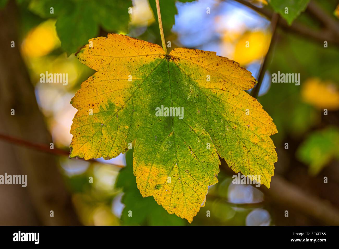 Automne : nuances de changement Banque D'Images