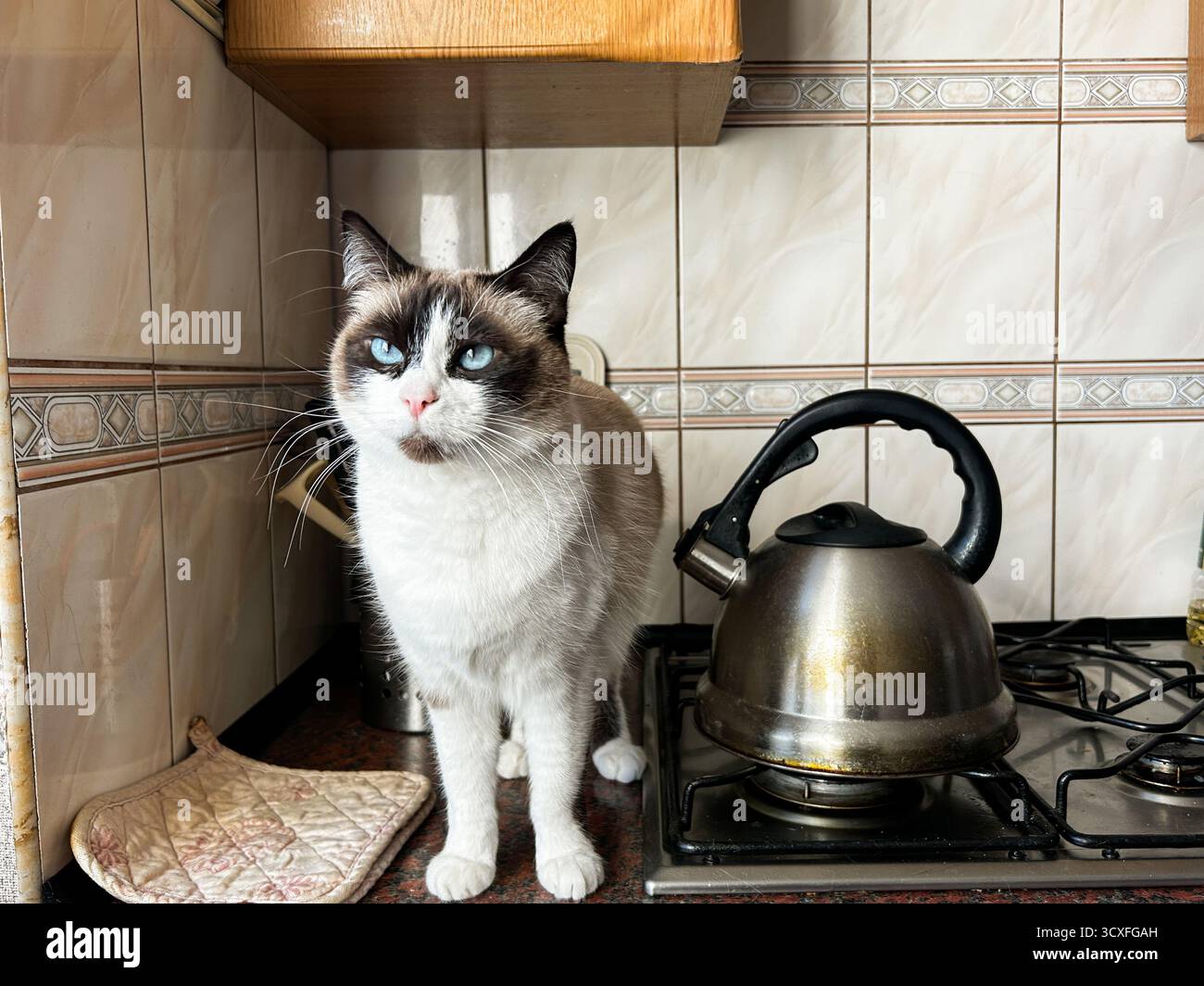 Chat siamois assis sur la table de la cuisine près du poêle et demandant quelque chose. Chat sur le comptoir de cuisine. Moments de chat domestique. Banque D'Images