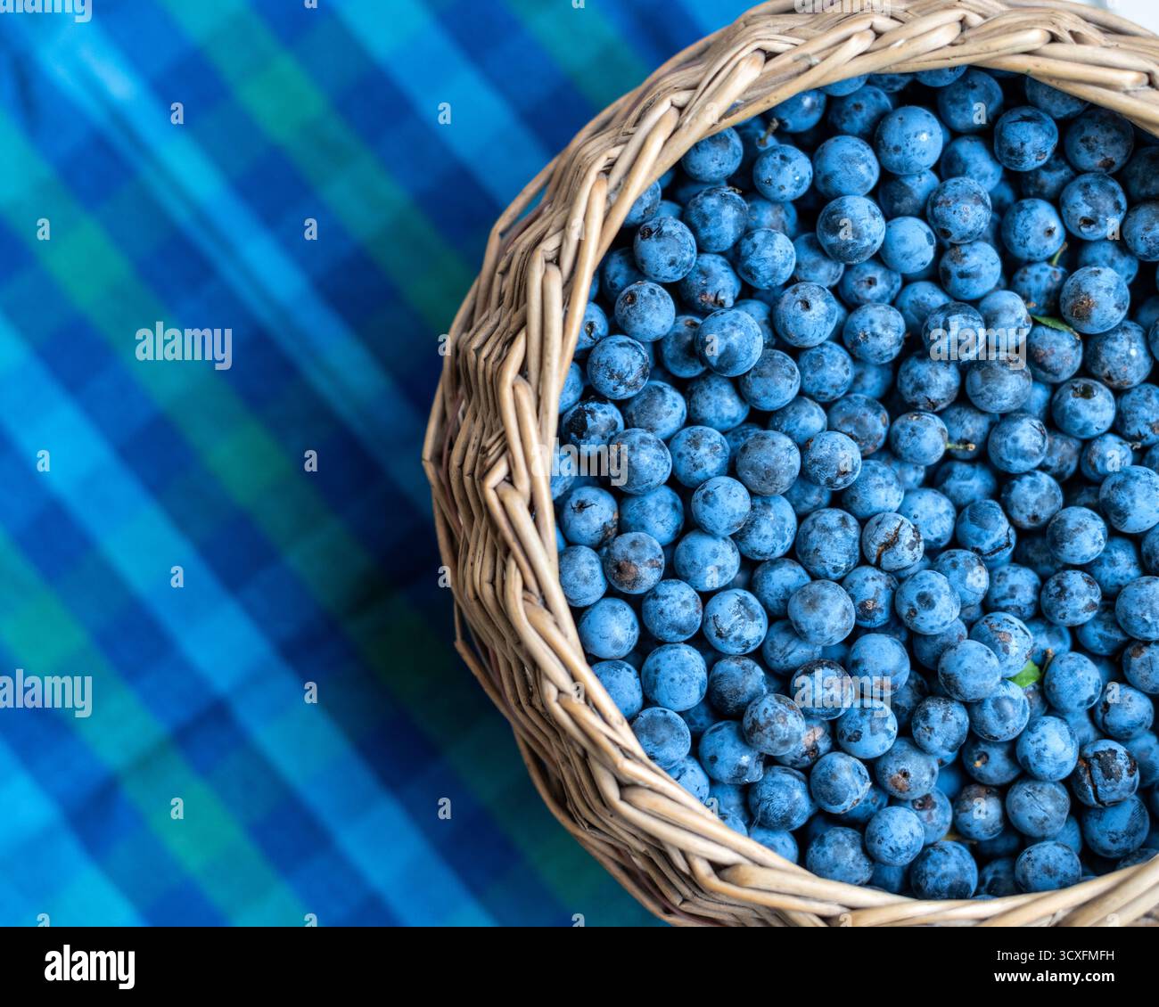 Sloes placés dans un panier en osier prêt à être transformé en boisson alcoolisée Sloe Gin. Banque D'Images