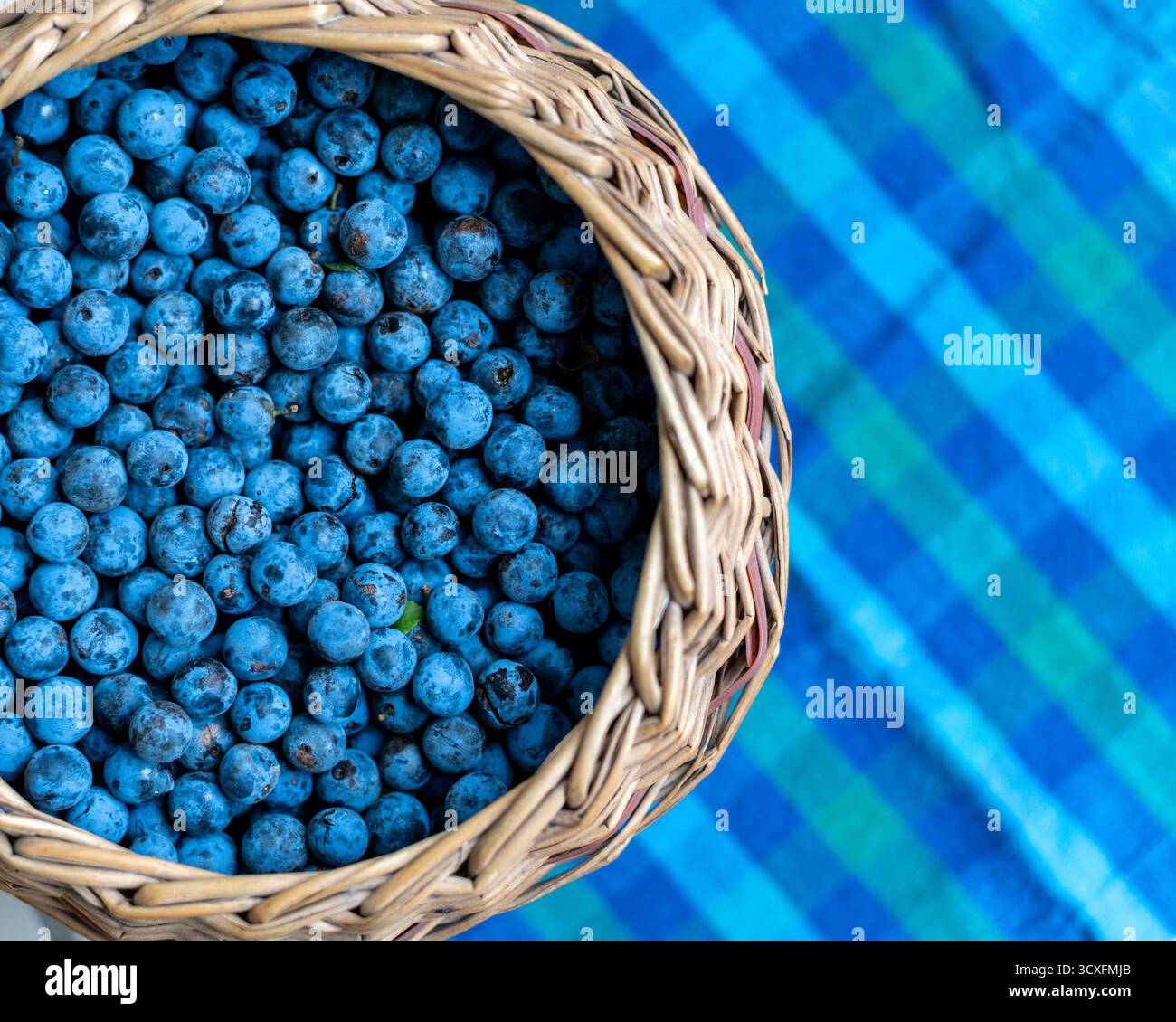 Sloes placés dans un panier en osier prêt à être transformé en boisson alcoolisée Sloe Gin. Banque D'Images