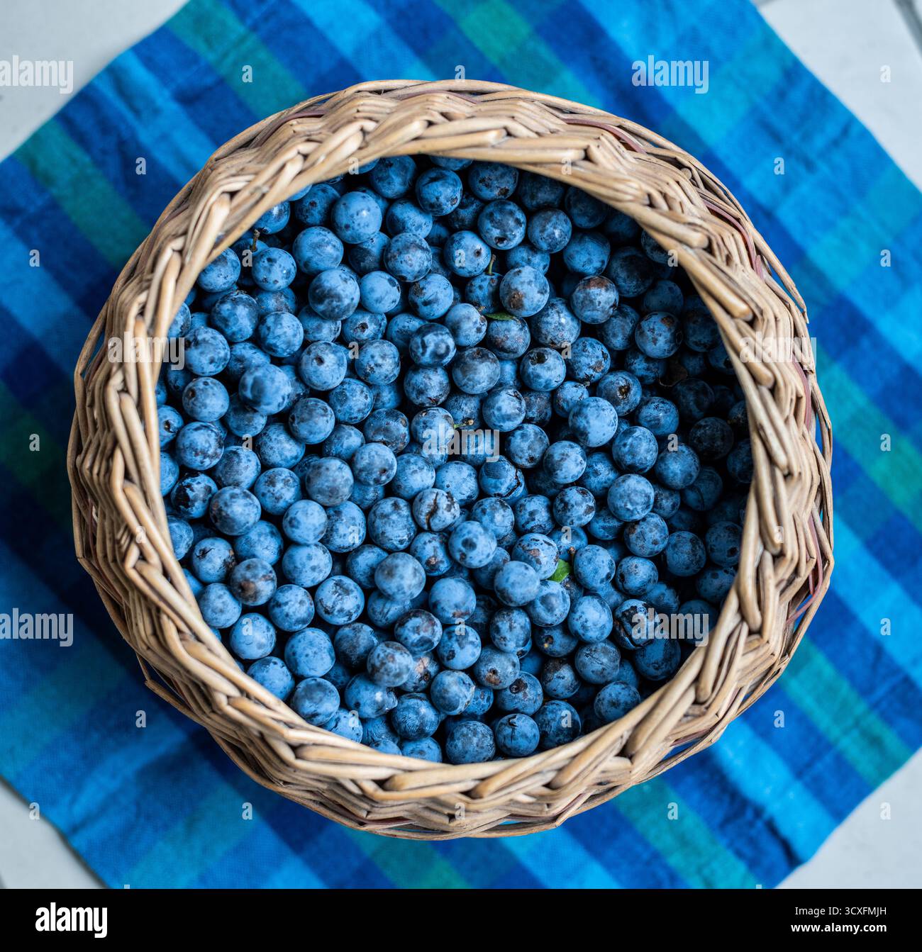 Sloes placés dans un panier en osier prêt à être transformé en boisson alcoolisée Sloe Gin. Banque D'Images