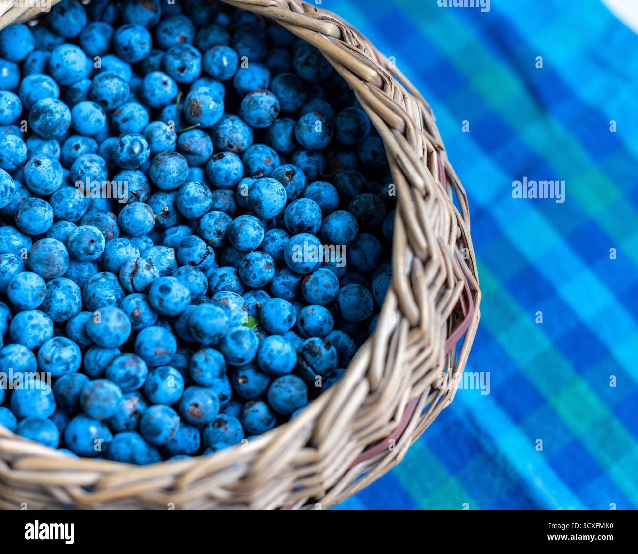 Sloes placés dans un panier en osier prêt à être transformé en boisson alcoolisée Sloe Gin. Banque D'Images