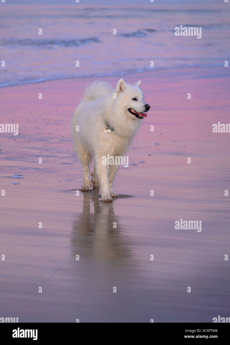 Samoyed sur la plage au coucher du soleil Banque D'Images