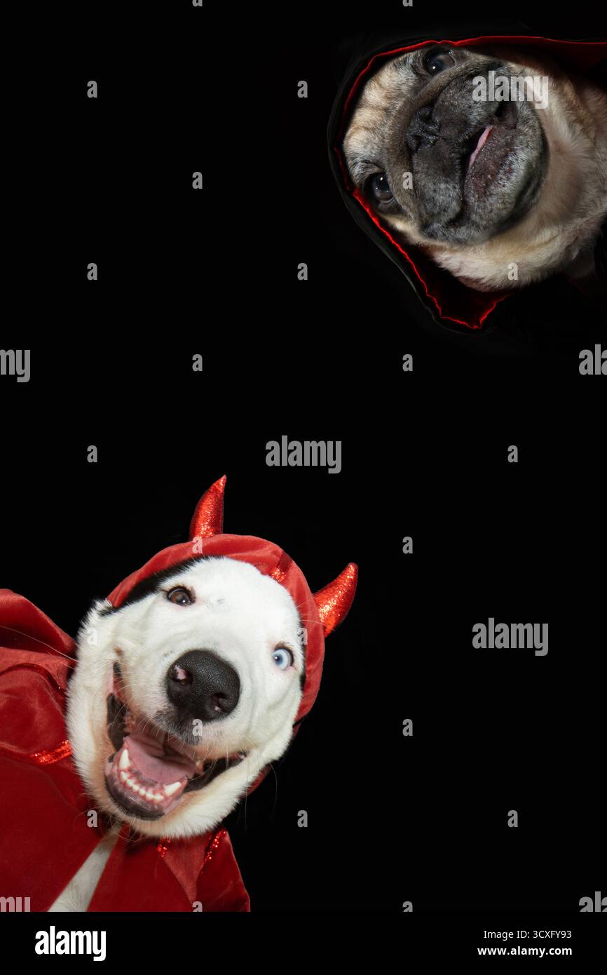 Cadre d'Halloween. Portrait deux chiots heureux chiens célébrant halloween ou canival portant un costume de diable et dracula et cape. Isolé sur dos noir Banque D'Images