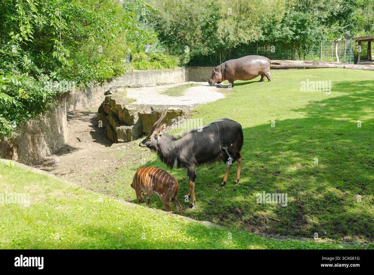 animaux dans le zoo de berlin Banque D'Images