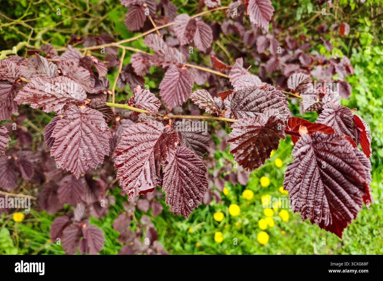 Les feuilles violettes foncées de Corylus maxima, le filbert, est une espèce de noisetier de la famille des bouleaux, Betulaceae, Staffordshire, Angleterre, Royaume-Uni - Image de stock capturée avec un smartphone