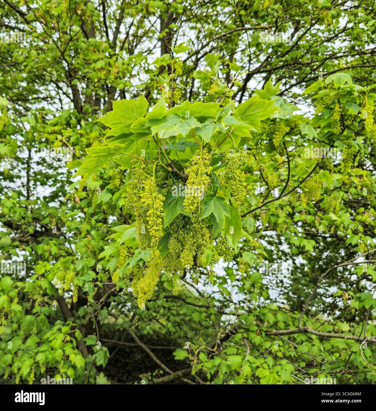Fleurs de l'arbre Sycamore (Acer pseudoplatanus). Grands ratons laveurs de fleurs. Angleterre, Royaume-Uni Banque D'Images